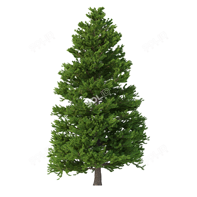 Norway Spruce Set - Realistic 3D Tree Models 3D model image 5