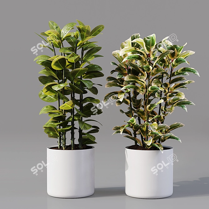 Collaction Indoor Plants 04: High-Quality, Detailed & Versatile 3D model image 4