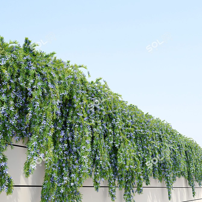 2m Cascading Rosemary: Lush & Fragrant 3D model image 3