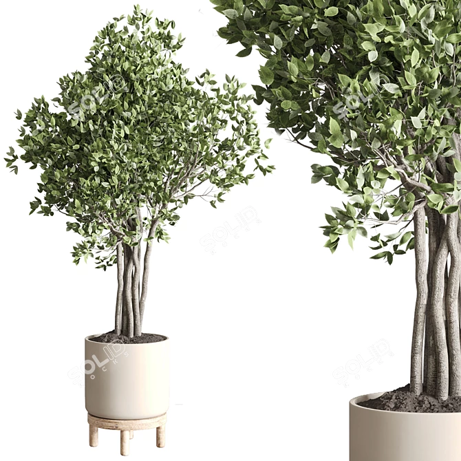 Ficus Benjamin Tree in Wood Vase 3D model image 1