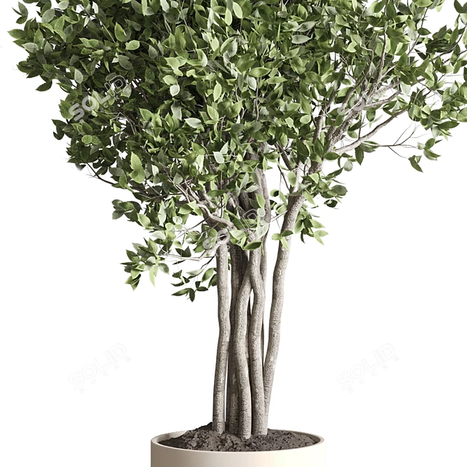 Ficus Benjamin Tree in Wood Vase 3D model image 2