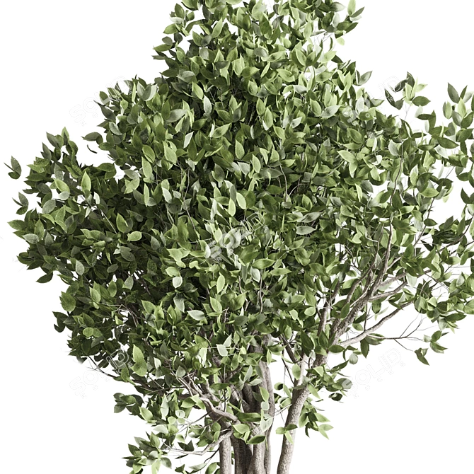 Ficus Benjamin Tree in Wood Vase 3D model image 3