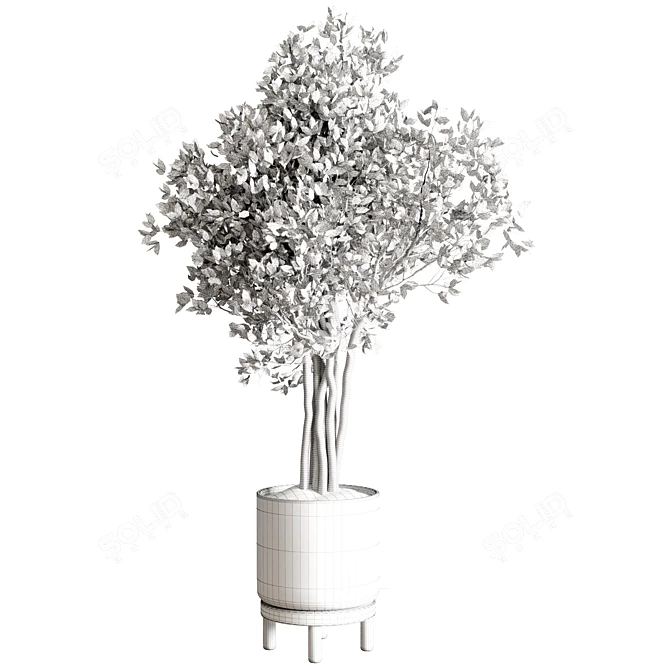 Ficus Benjamin Tree in Wood Vase 3D model image 4