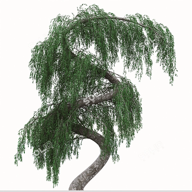 Graceful Weeping Larix Tree Set 3D model image 2