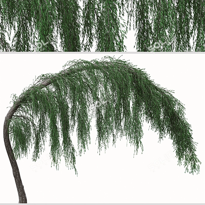 Graceful Weeping Larix Tree Set 3D model image 3