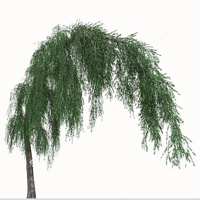 Graceful Weeping Larix Tree Set 3D model image 4