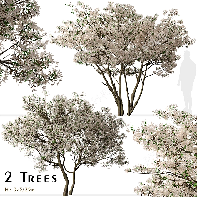 Blooming Serviceberry Trees (2 Trees) 3D model image 1