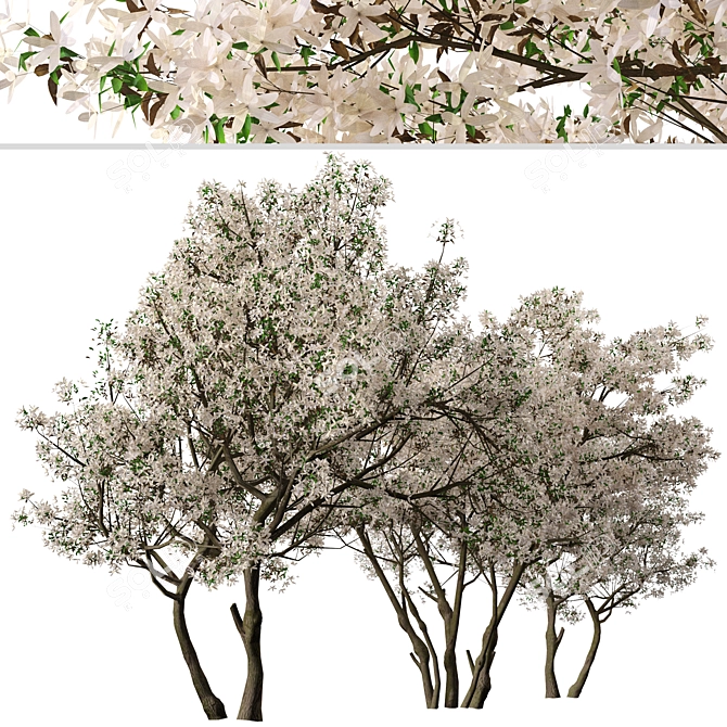 Blooming Serviceberry Trees (2 Trees) 3D model image 3