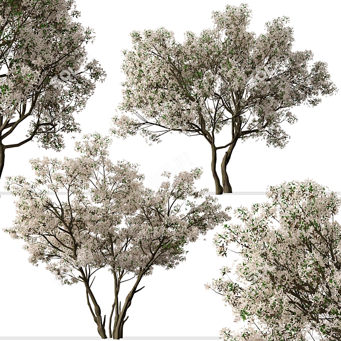 Blooming Serviceberry Trees (2 Trees) 3D model image 4