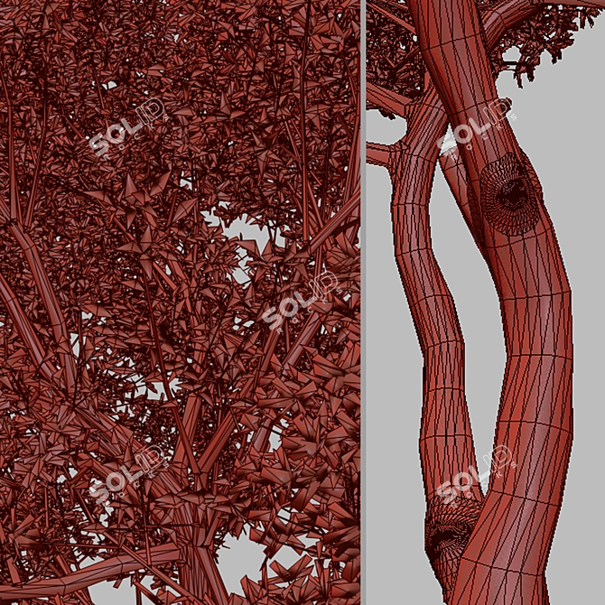 Blooming Serviceberry Trees (2 Trees) 3D model image 5