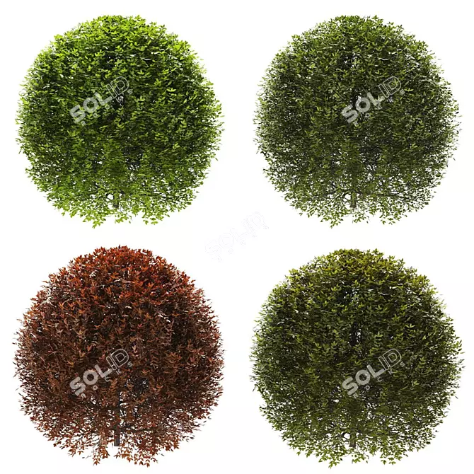 Premium Plant Collection 3D model image 1