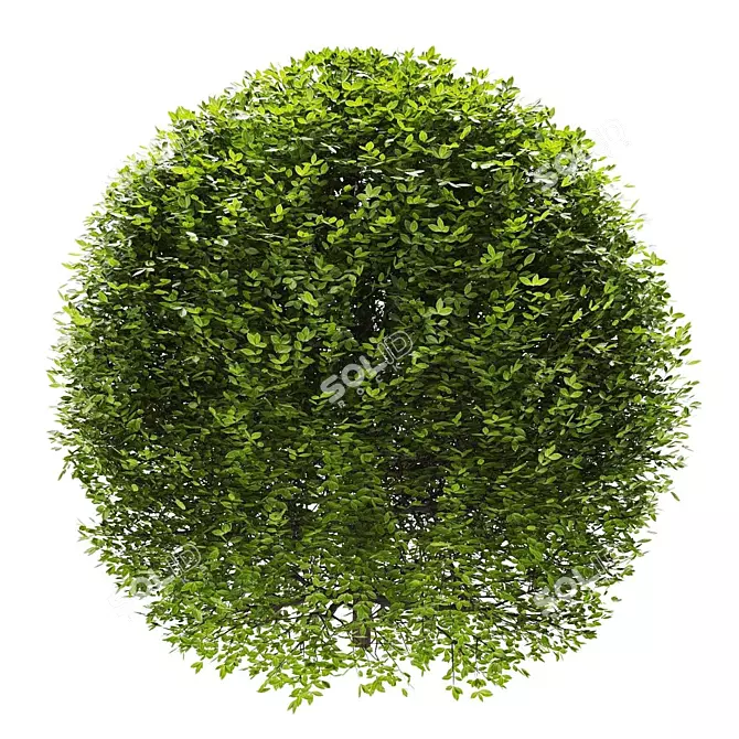 Premium Plant Collection 3D model image 3