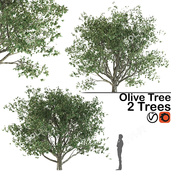 Mediterranean Olive Trees Set 3D model image 1