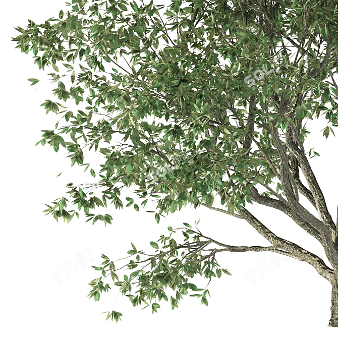 Mediterranean Olive Trees Set 3D model image 2