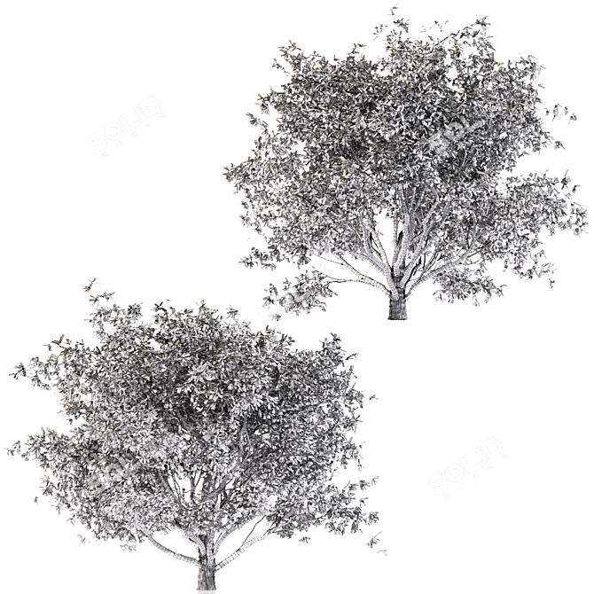 Mediterranean Olive Trees Set 3D model image 3