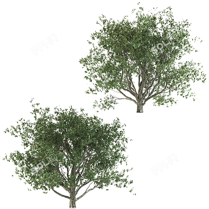 Mediterranean Olive Trees Set 3D model image 4