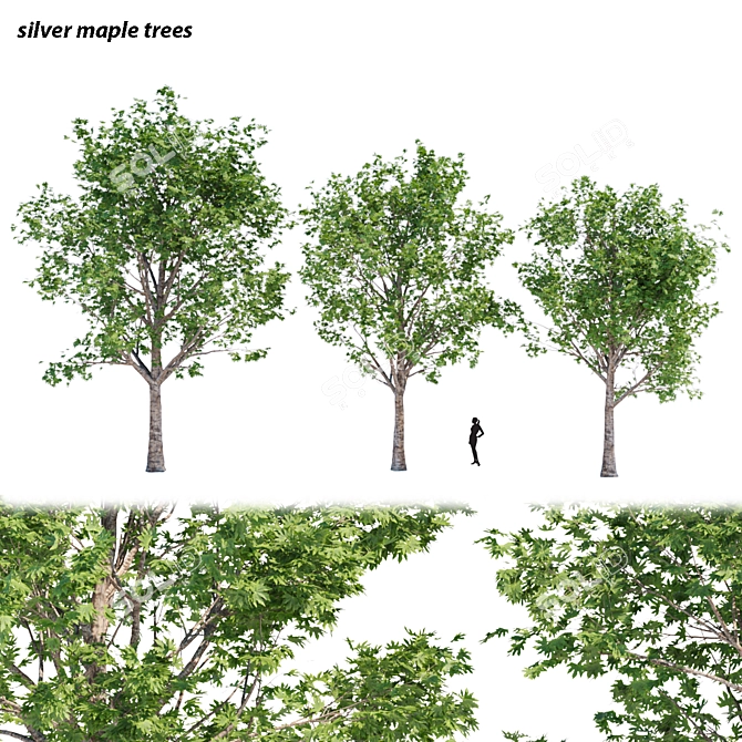 Silver Maple Trees Collection - Vol. 34: Stunning PBR Models 3D model image 1