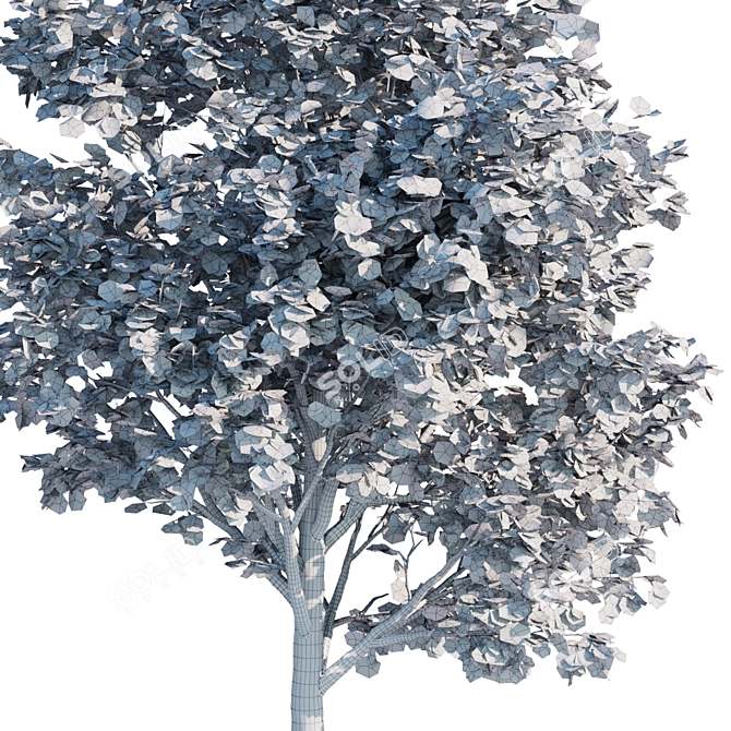 Silver Maple Trees Collection - Vol. 34: Stunning PBR Models 3D model image 7