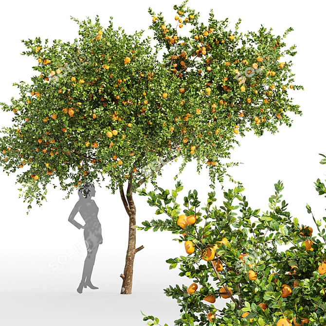 Fruity 2Tree Pair: Apple & Tangerine 3D model image 2
