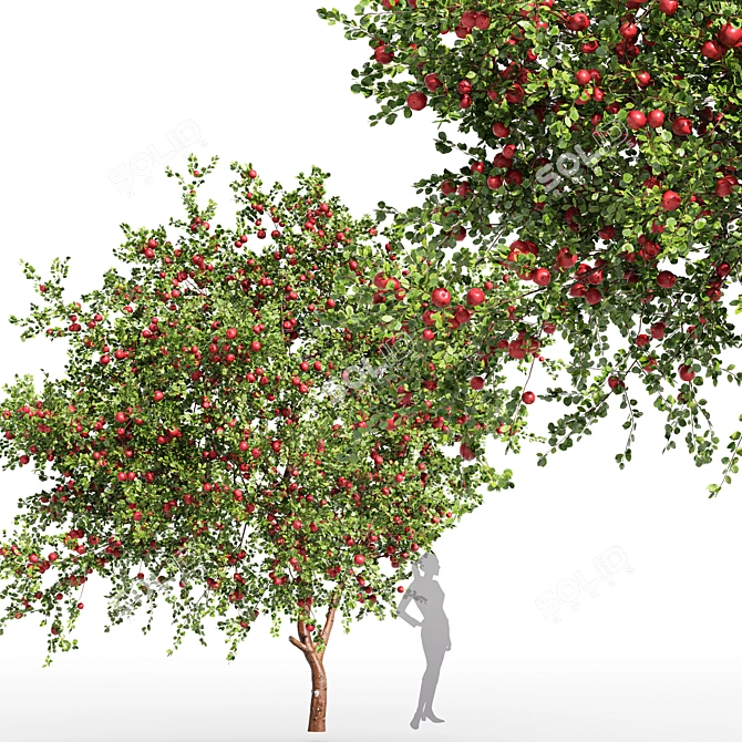 Fruity 2Tree Pair: Apple & Tangerine 3D model image 3