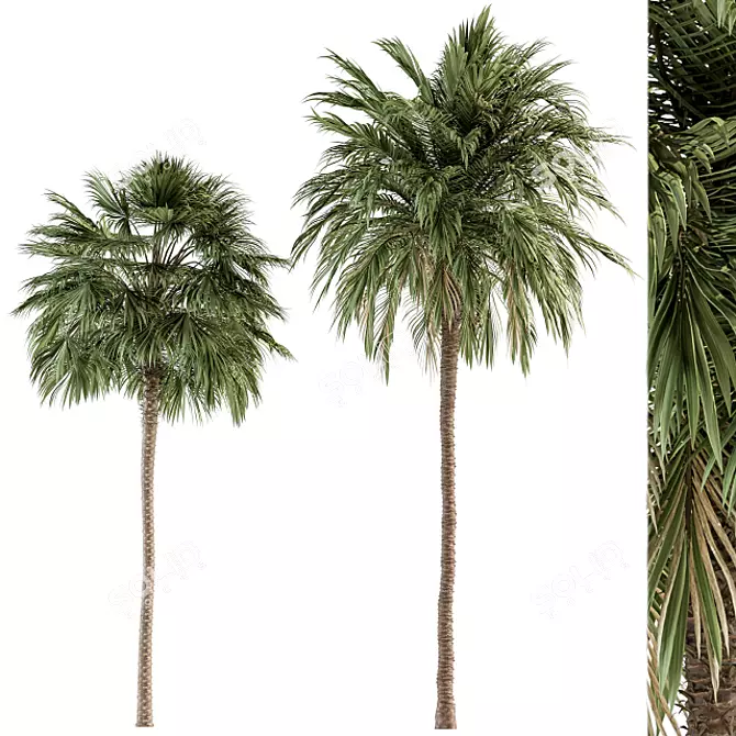 Tropical Duo Palm Tree Set 3D model image 1