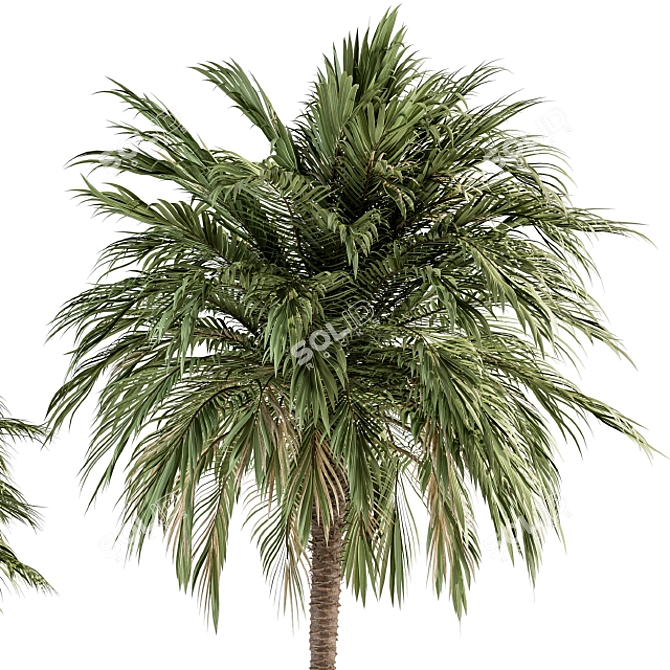 Tropical Duo Palm Tree Set 3D model image 2