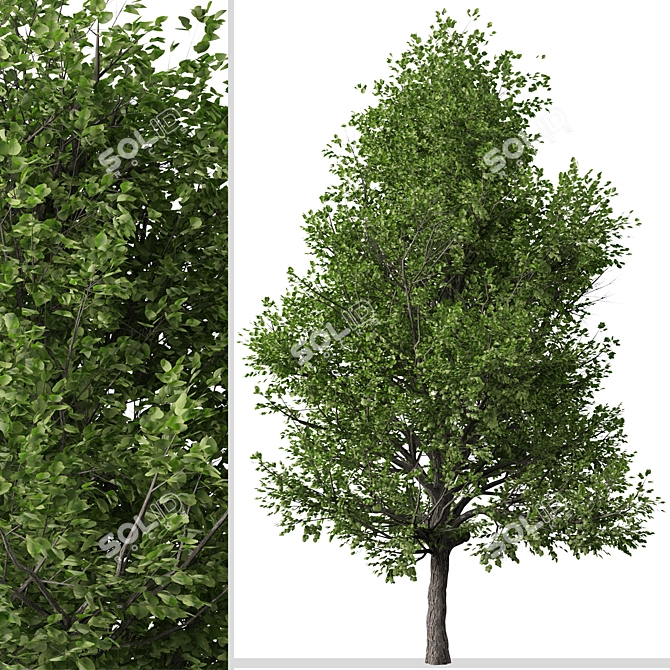 Pair of Lovely Callery Pear Trees 3D model image 2