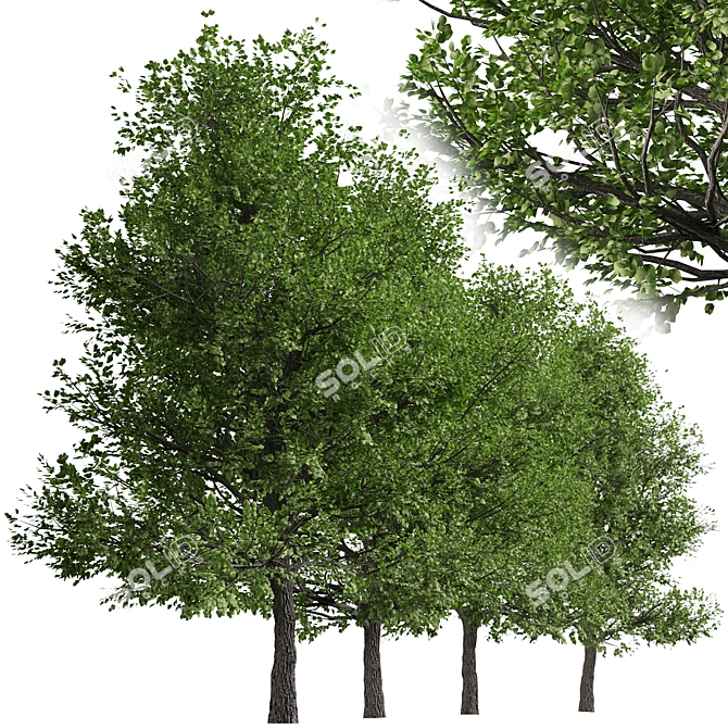 Pair of Lovely Callery Pear Trees 3D model image 4