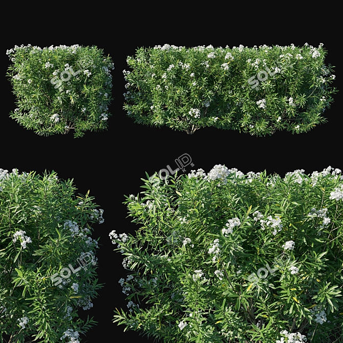 Nerium Oleander Tree: Lifelike Beauty for Your Space 3D model image 1