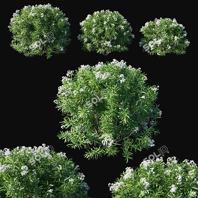 Elegant Nerium Oleander Collection 3D model image 1