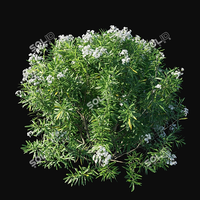 Elegant Nerium Oleander Collection 3D model image 2