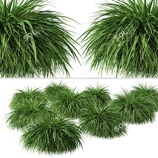 Exquisite Hakonechloa Trio: Japanese Forest Grass Set 3D model image 3