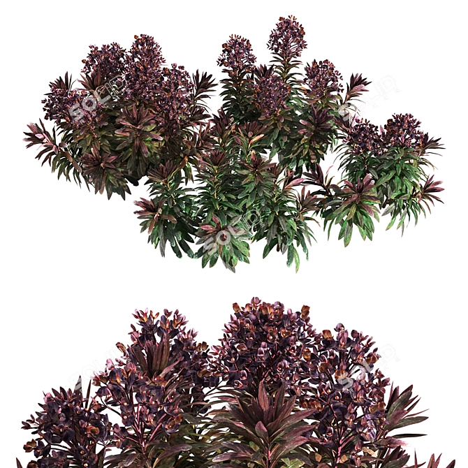 Euphorbia Blackbird 01: Sleek and Stylish Plant 3D model image 1