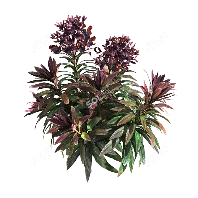 Euphorbia Blackbird 01: Sleek and Stylish Plant 3D model image 4