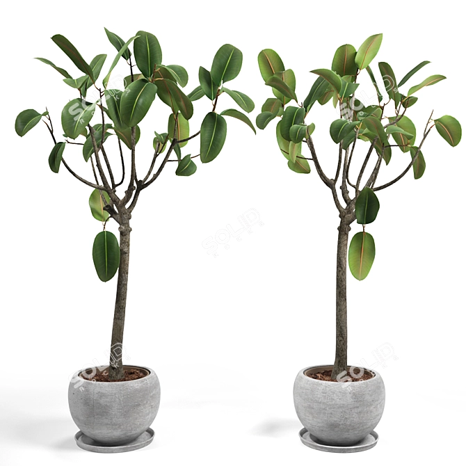 Elastic Ficus Set 3D model image 1