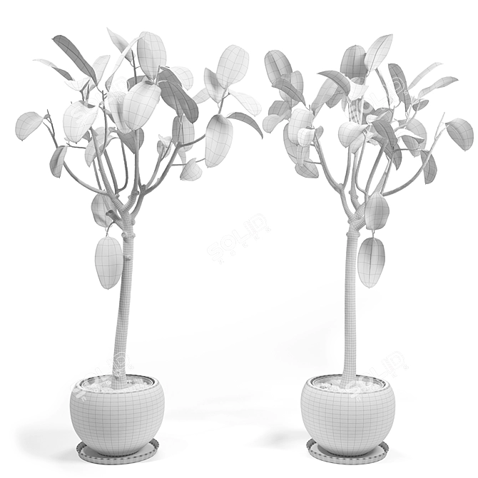 Elastic Ficus Set 3D model image 2