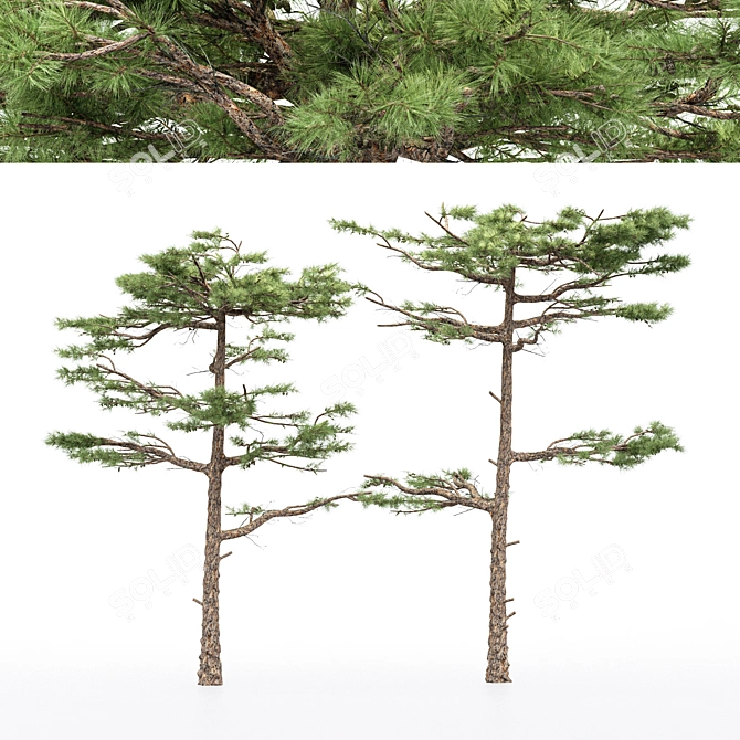 Dual Huangshan Pine Trees 3D model image 1