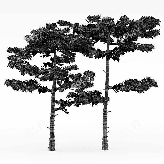 Dual Huangshan Pine Trees 3D model image 3