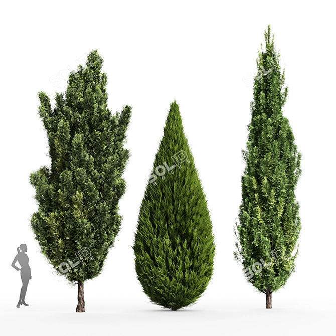 Mediterranean Cypress Collection - 3 Tall Models 3D model image 1