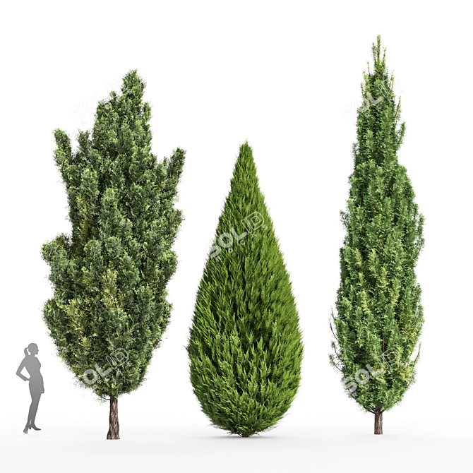 Mediterranean Cypress Collection - 3 Tall Models 3D model image 6