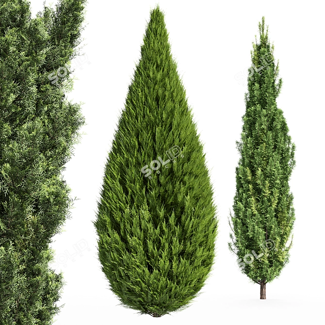 Mediterranean Cypress Collection - 3 Tall Models 3D model image 7