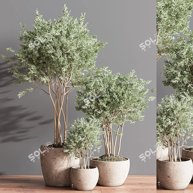 Elegant Indoor Plant Set 3D model image 3