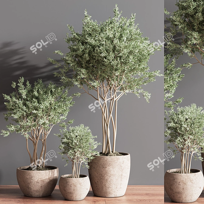 Elegant Indoor Plant Set 3D model image 4