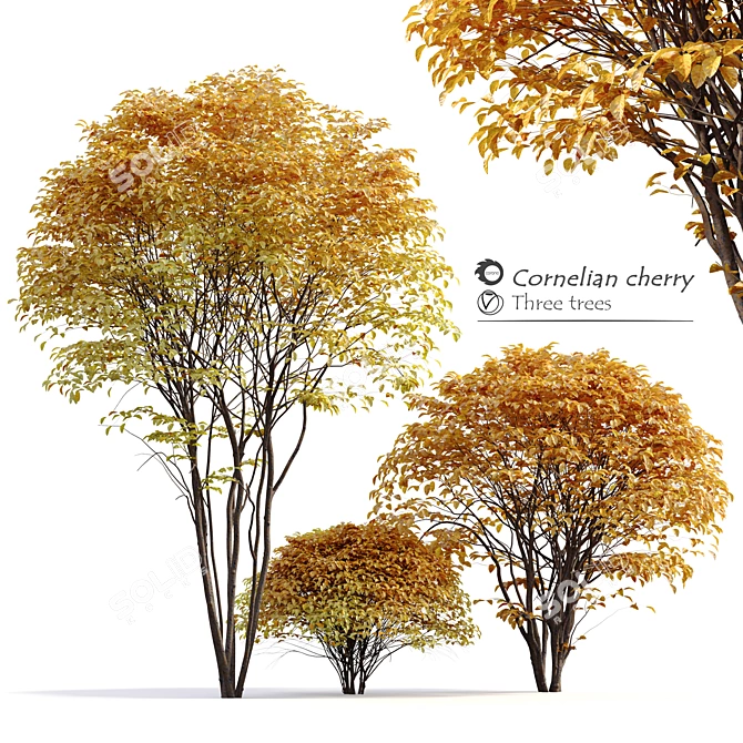 Cornelian Cherry Dogwood: 3 Tree Set 3D model image 1