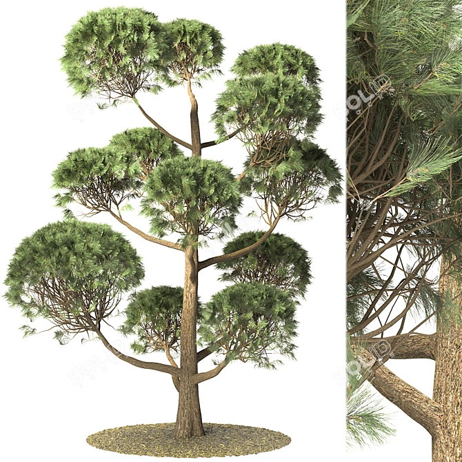 Elegant Pinus Parviflora Tree 3D model image 1