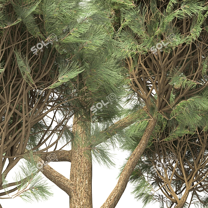 Elegant Pinus Parviflora Tree 3D model image 4