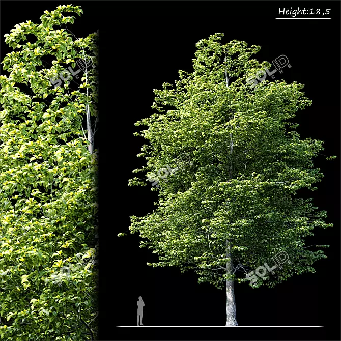Tree Exterior: Enhance Outdoor Beauty 3D model image 1