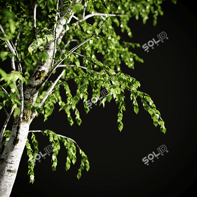 Elegant Birch Tree Mural 3D model image 5