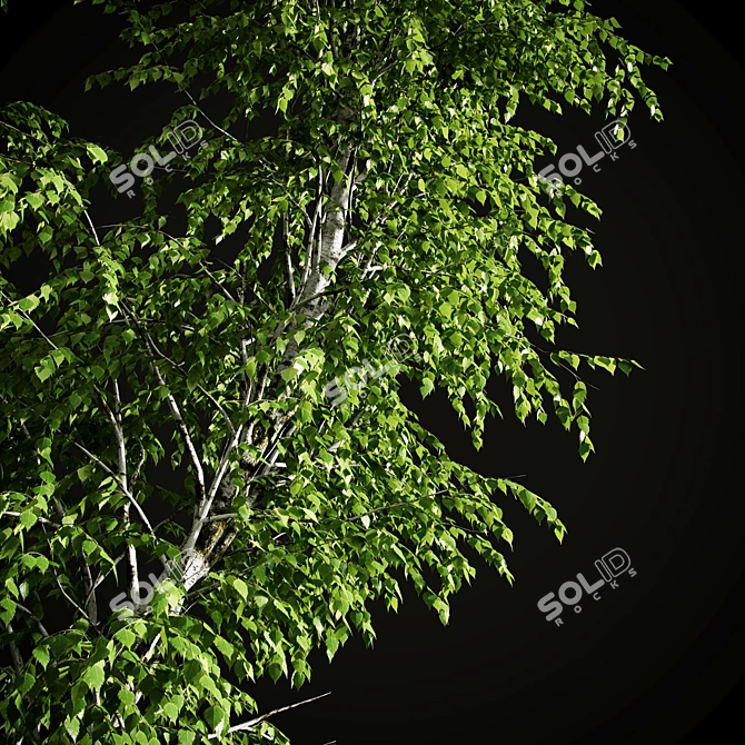 Elegant Birch Tree Mural 3D model image 6
