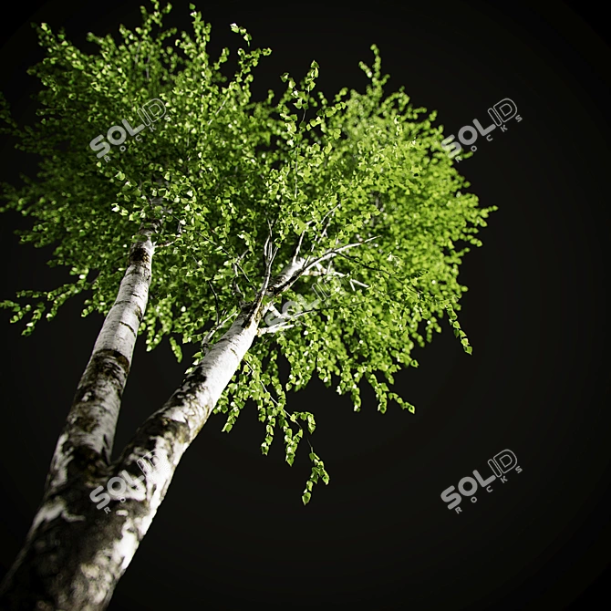 Elegant Birch Tree Mural 3D model image 7